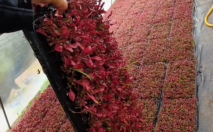 五色草種苗專業(yè)包裝流程與保濕材料應(yīng)用圖解