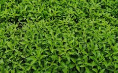 大量五色草種苗現(xiàn)貨供應(yīng)｜生產(chǎn)基地直供