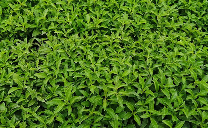 五色草種苗生產(chǎn)基地倉儲實拍圖