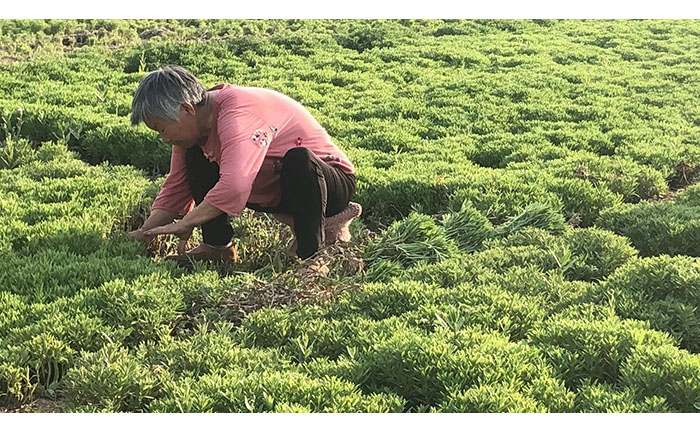 五色草種苗物流裝車現(xiàn)場圖