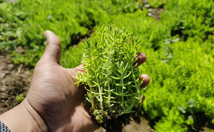 五色草種苗供應(yīng)商資質(zhì)驗證步驟與防偽查詢流程圖解