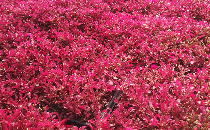 全國五色草種苗核心產(chǎn)區(qū)分布與重點供應(yīng)商位置標注圖