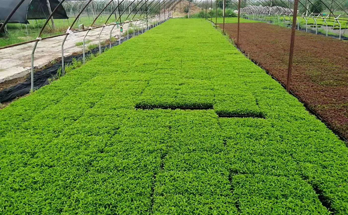 五色草種苗應急處理服務流程