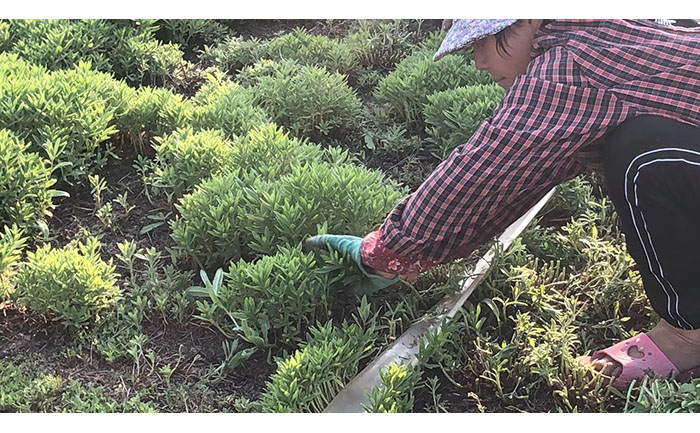 植物雕塑專用種苗質(zhì)檢流程