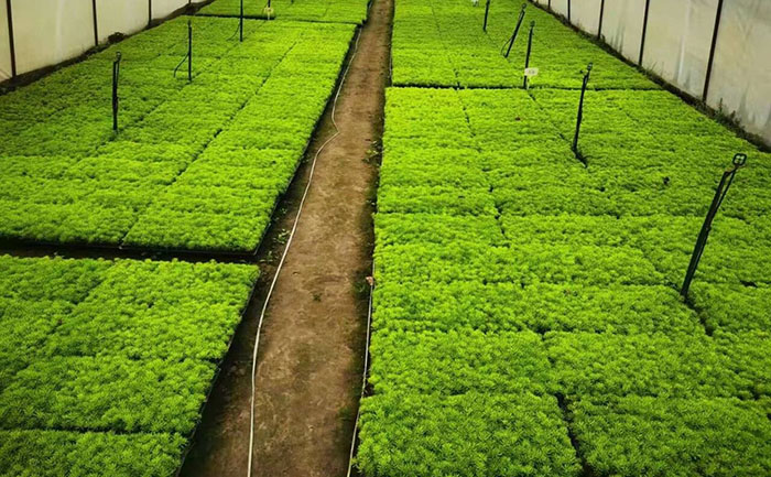 五色草綠化帶模塊化種植與智能滴灌系統(tǒng)應(yīng)用圖解