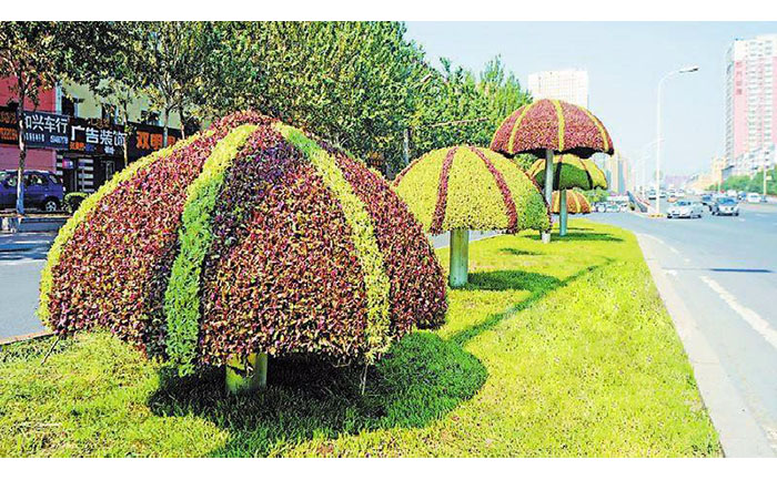 五色草景觀維護(hù)操作流程與病蟲害防治圖解