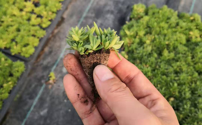 矮生五色草種苗性狀對(duì)比圖