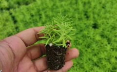 五色草種苗紅草綠草黃草-品種區(qū)別與景觀應(yīng)用解