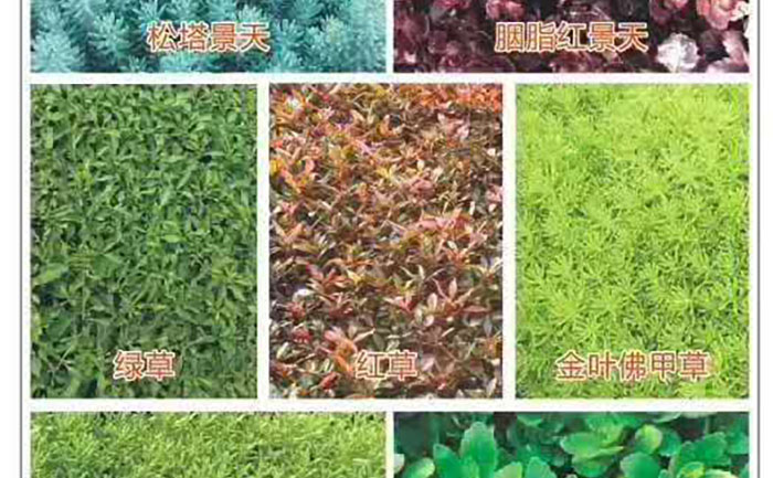 五色草種苗紅草綠草黃草葉片形態(tài)與生長特征對比圖