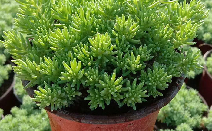 盆栽五色草養(yǎng)護(hù)操作示意圖