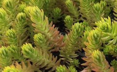 五色草母本種苗培育與采購指南