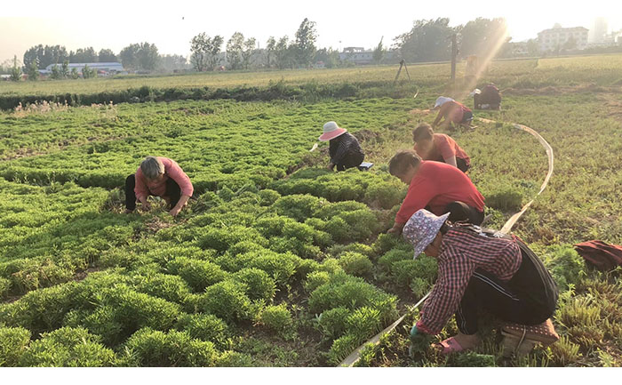 五色草母本苗基因檢測(cè)流程與病毒篩查技術(shù)圖解