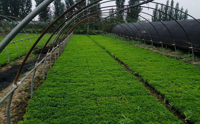 五色草種苗專用基質配制過程