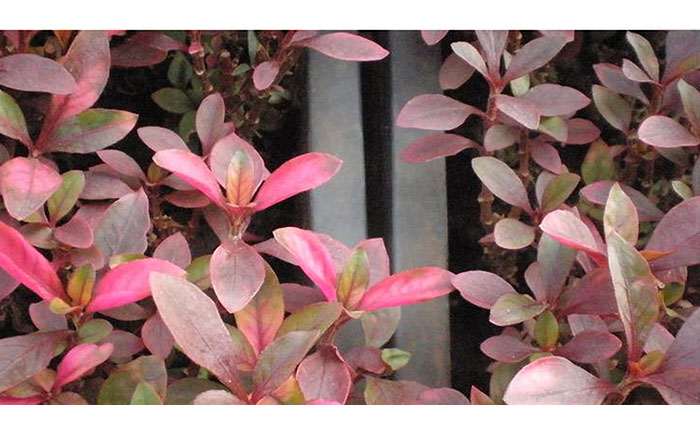 五色草種苗常見病害癥狀對比圖譜（花不同園藝獨(dú)家檢測標(biāo)準(zhǔn)）