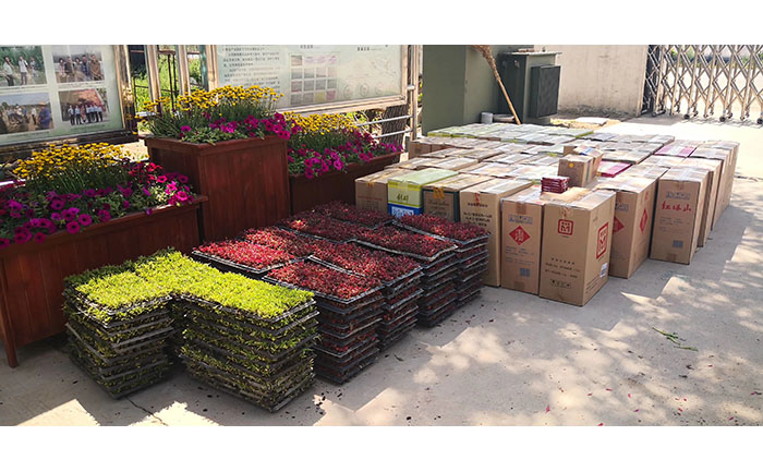 開封基地種苗分級包裝流程實拍