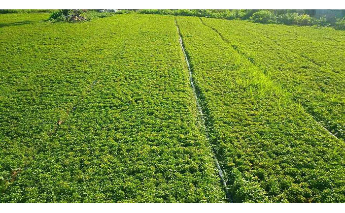 河南五色草種苗培育基地航拍實(shí)景圖展示現(xiàn)代化溫室群