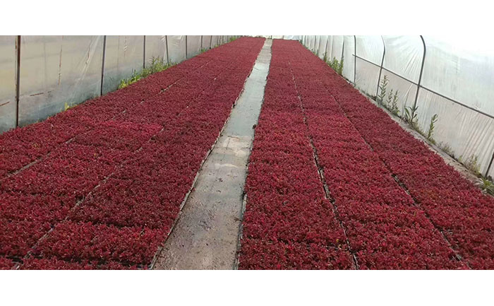 五色草種苗質(zhì)量檢測流程與分級(jí)標(biāo)準(zhǔn)圖解