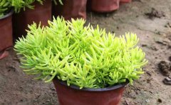 盆栽金葉佛甲草養(yǎng)護(hù)指南｜專業(yè)種植與景觀應(yīng)用