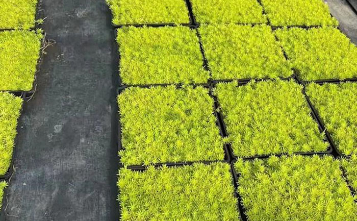 方盤金葉佛甲草容器苗自動化生產(chǎn)線實拍