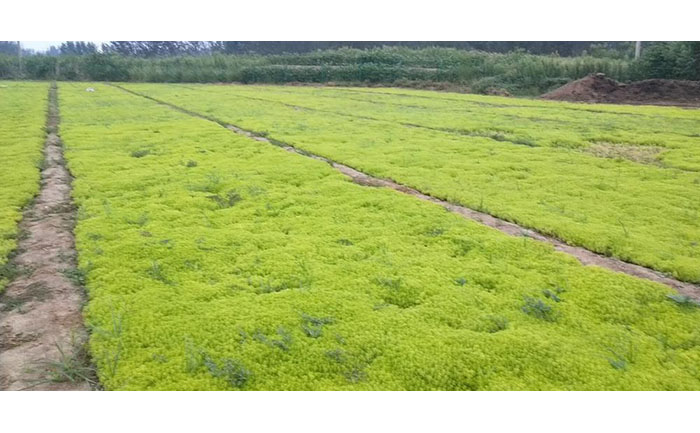 金葉佛甲草立體網(wǎng)毯施工示意圖