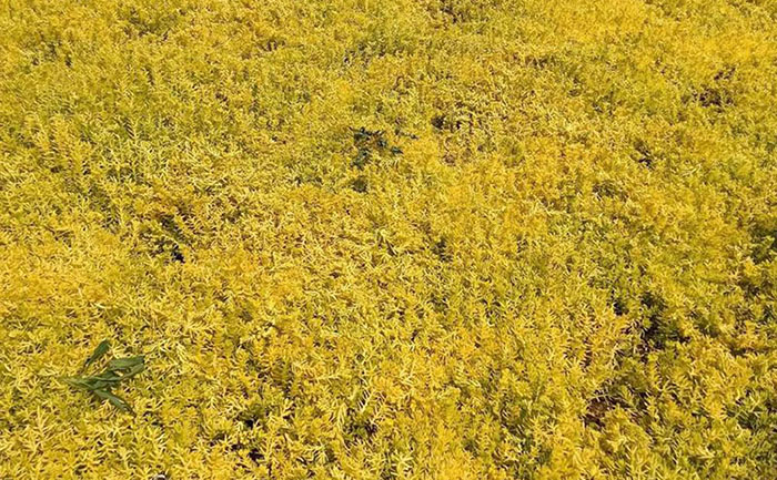 金葉佛甲草護(hù)坡工程實(shí)景圖