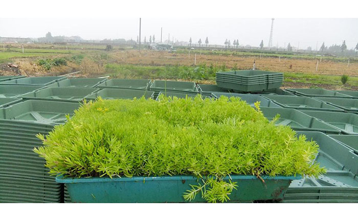 方盤金葉佛甲草價格影響要素比例分析圖