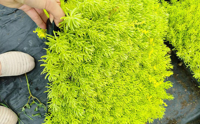 全國主要產(chǎn)區(qū)方盤金葉佛甲草價格對比雷達圖