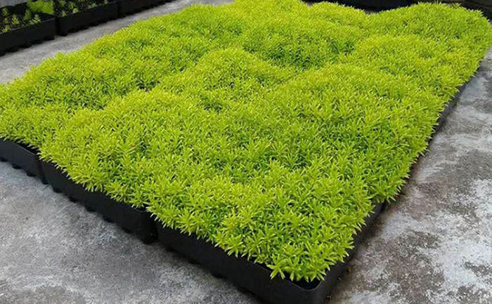 金葉佛甲草屋頂綠化工程實景