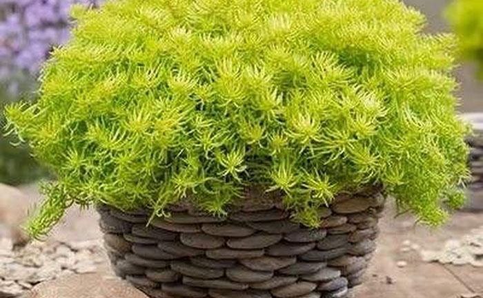 花不同園藝金葉佛甲草特級苗樣本