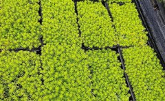 葉佛甲草育苗基地｜種苗生產(chǎn)與技術(shù)服務(wù)體系