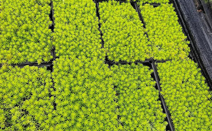 金葉佛甲草育苗基地實(shí)景圖