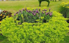 長三角金葉佛甲草供應(yīng)商｜工程苗直供基地