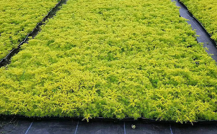 花不同園藝金葉佛甲草自動化生產線