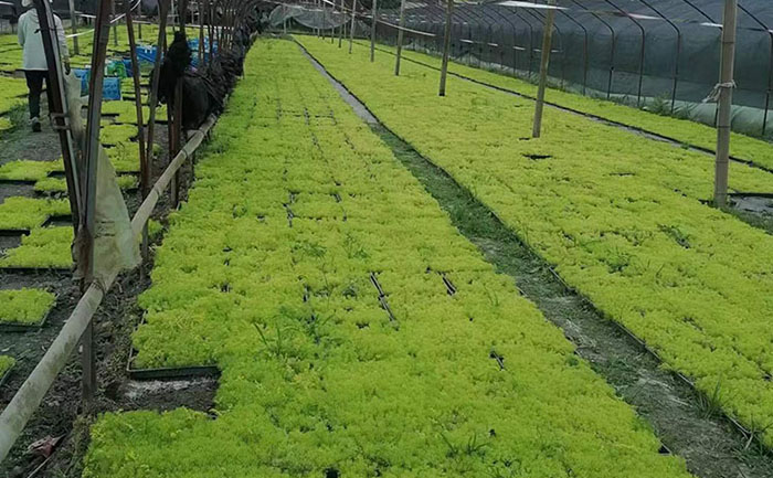 金葉佛甲草工程應用效果對比圖