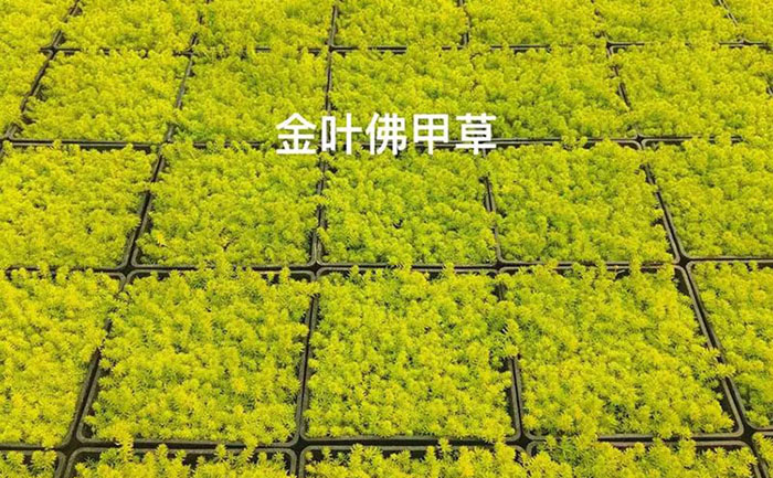 金葉佛甲草屋頂綠化工程實景效果對比圖