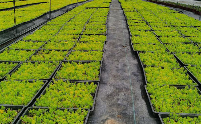 金葉佛甲草種苗生產(chǎn)基地