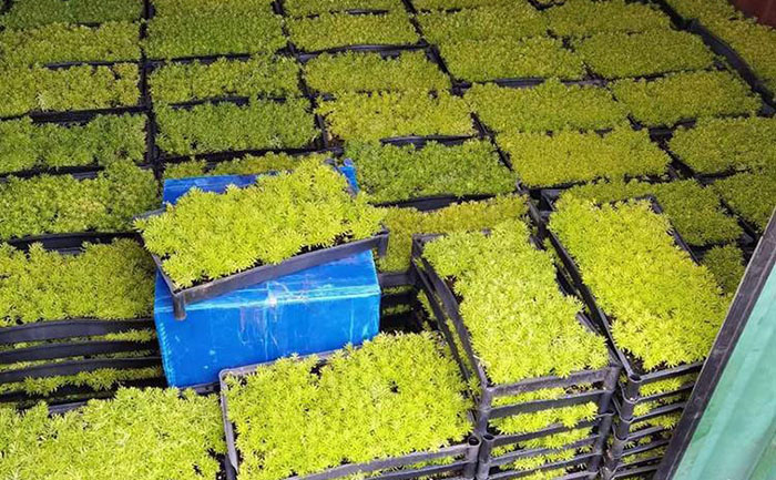 佛甲草邊坡生態(tài)修復(fù)實景對比圖與施工參數(shù)標(biāo)注