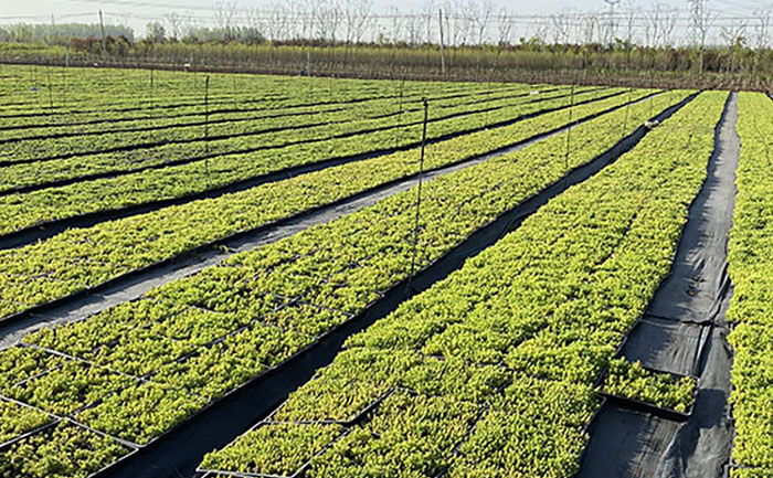 邊坡專用佛甲草種苗培育工藝流程圖示