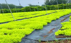 佛甲草扦插繁殖技術(shù)要點(diǎn)