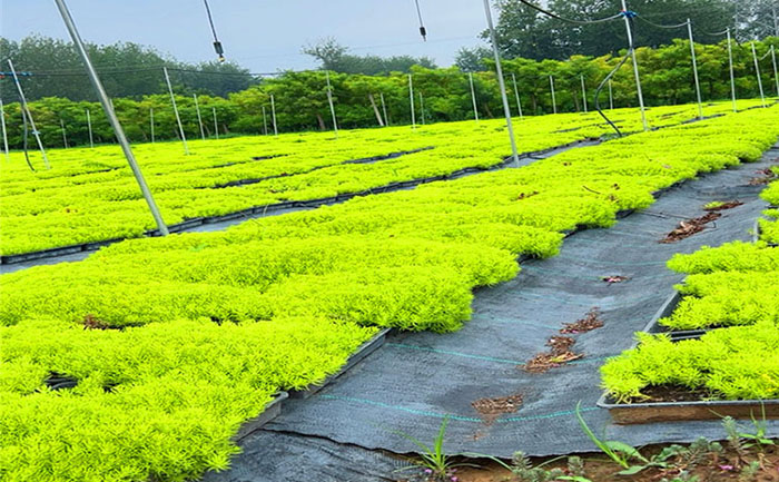 佛甲草扦插步驟示意圖