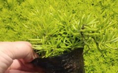 佛甲草批發(fā)價格工程報價單