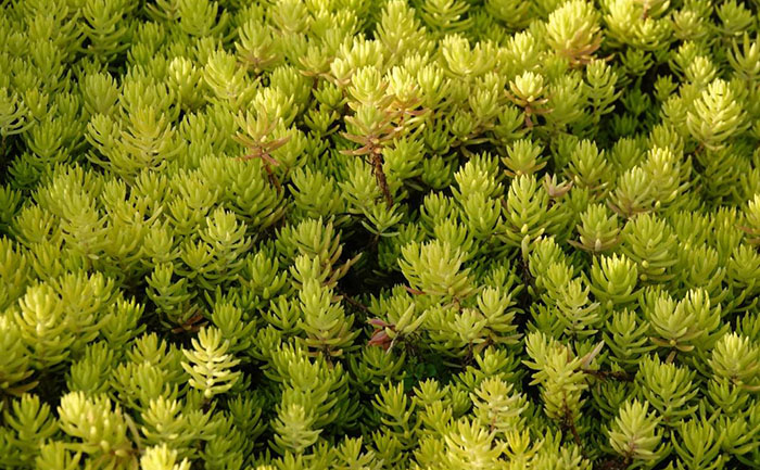 花不同園藝佛甲草工程苗基地實(shí)拍