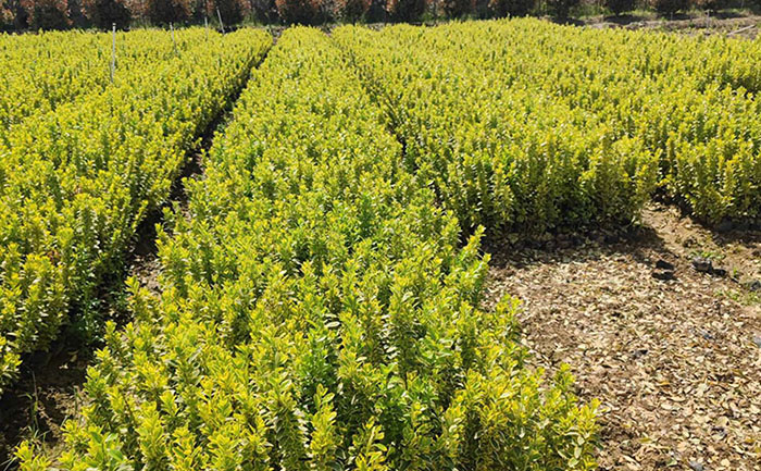 佛甲草種植基地航拍實(shí)景展示規(guī)?；a(chǎn)區(qū)