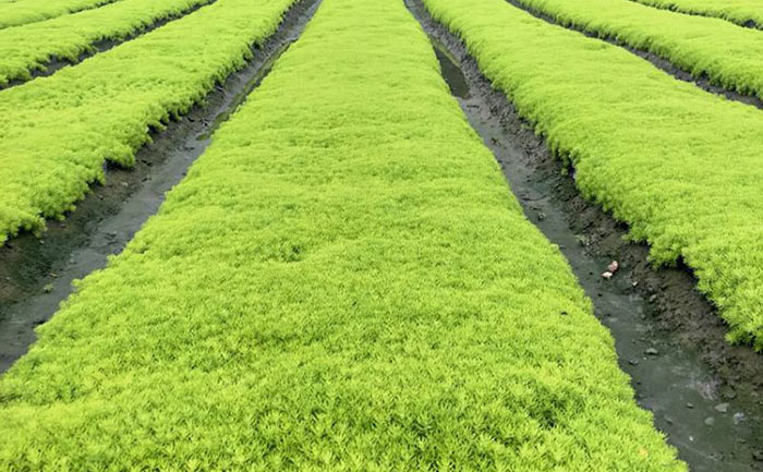 佛甲草自動(dòng)化生產(chǎn)流水線作業(yè)實(shí)拍