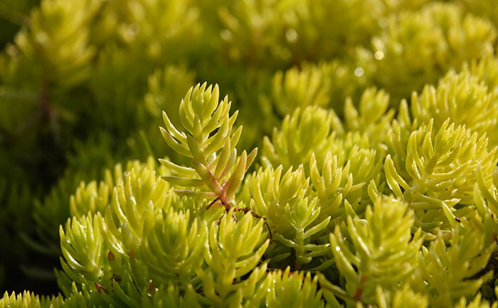 河南佛甲草種植基地實(shí)拍圖