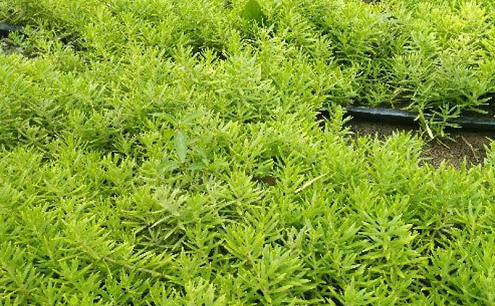 佛甲草屋頂綠化工程案例