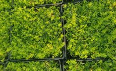 佛甲草病蟲害防治藥專業(yè)方案