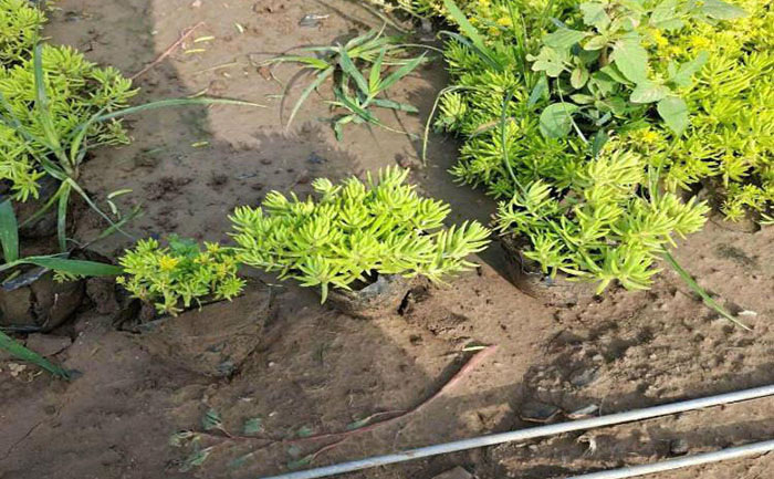 佛甲草病蟲害防治流程圖解與藥劑選擇指南