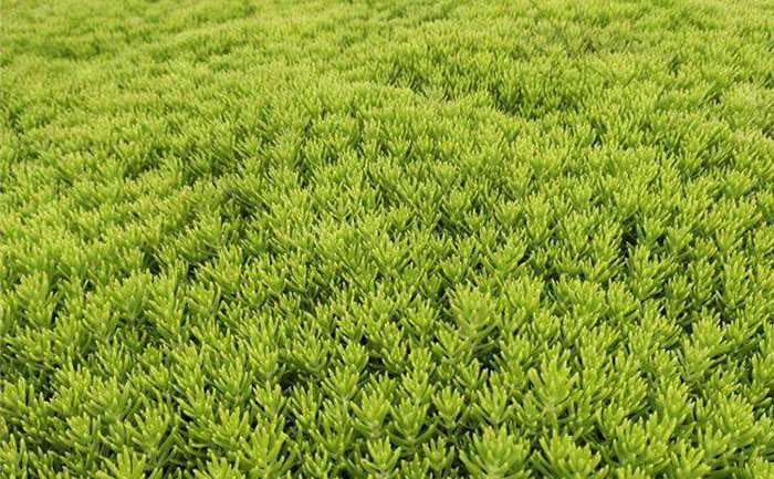 佛甲草修復(fù)后效果圖