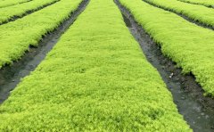 佛甲草種子育苗技術(shù)大全